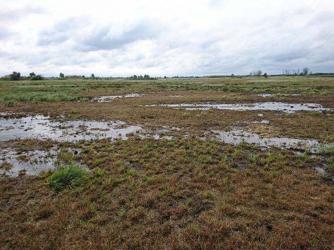 Polder Bargischow Süd Maßnahmenfläche mit Staunässe ©LGMV