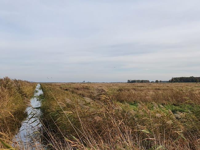 Polder Sandhagen Teilgebiet Maßnahmenfläche ©LGMV