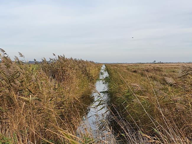 Polder Sandhagen Binnengraben ©LGMV